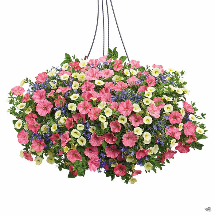 Spring 2020 Bermuda Skies hanging basket
