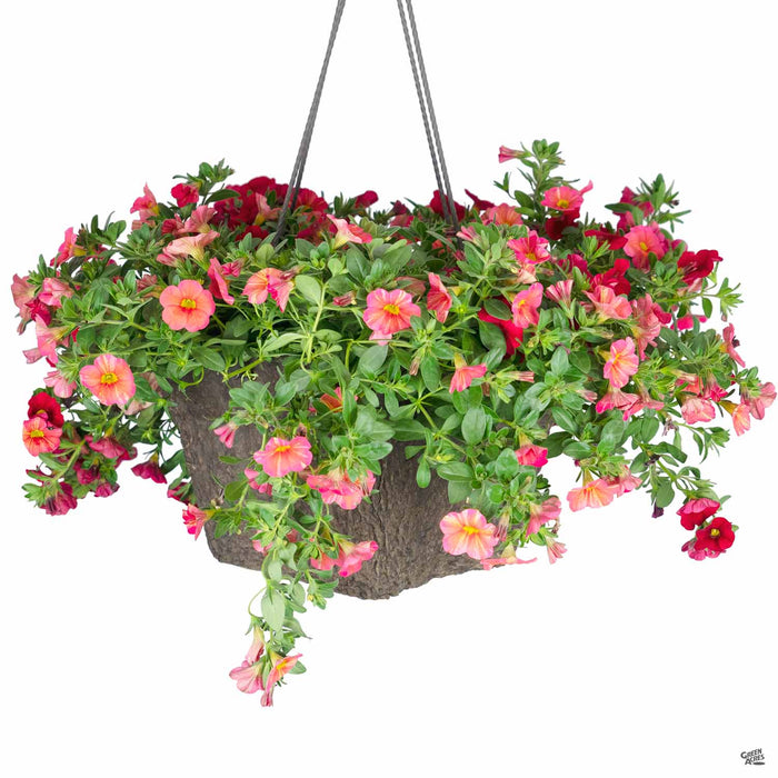 Spring 2020 Calibrachoa Tropical Sunrise and Superbells Red hanging basket