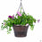Spring 2021 Purple African Daisy Hanging Basket