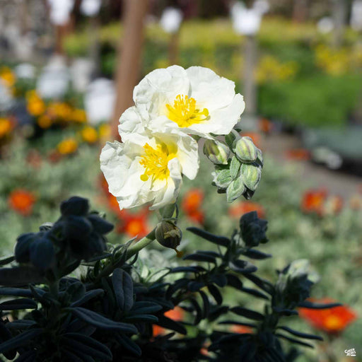 Helianthemum 'The Bride'