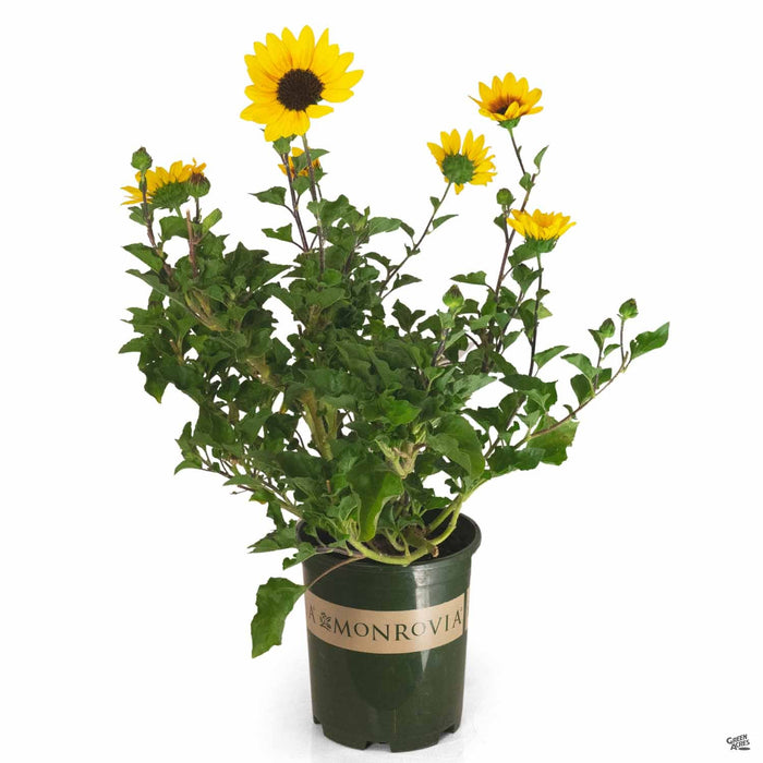 SunBelievable Sunflower 1 gallon monrovia