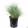 Blue Oat Grass — Green Acres Nursery & Supply