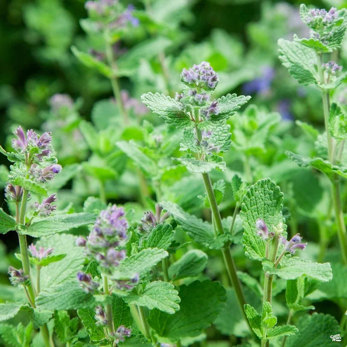 lavender catnip plant Catnip — Green Acres Nursery & Supply