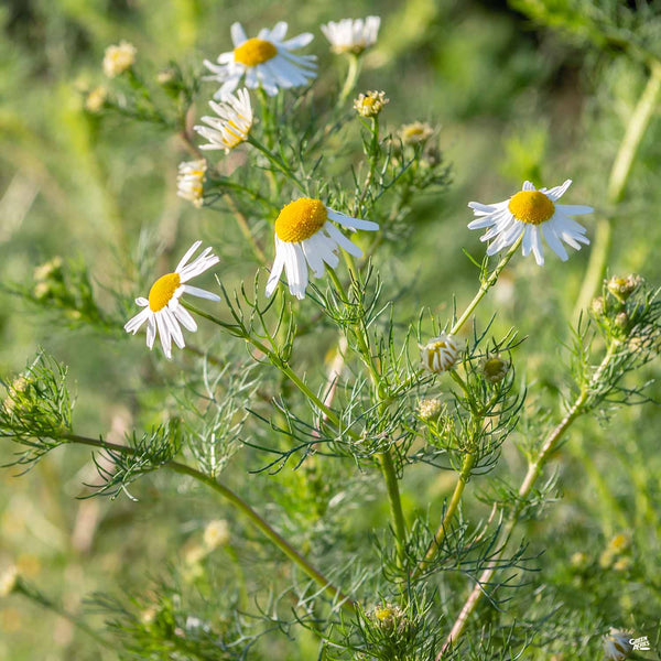 indoor chamomile plant Chamomile — Green Acres Nursery & Supply