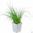 Chives 4 inch