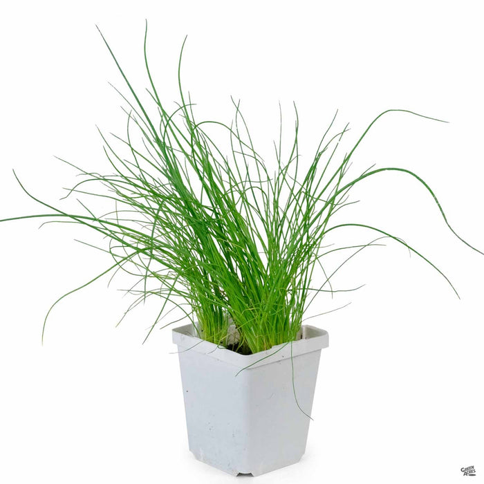 Chives 4 inch