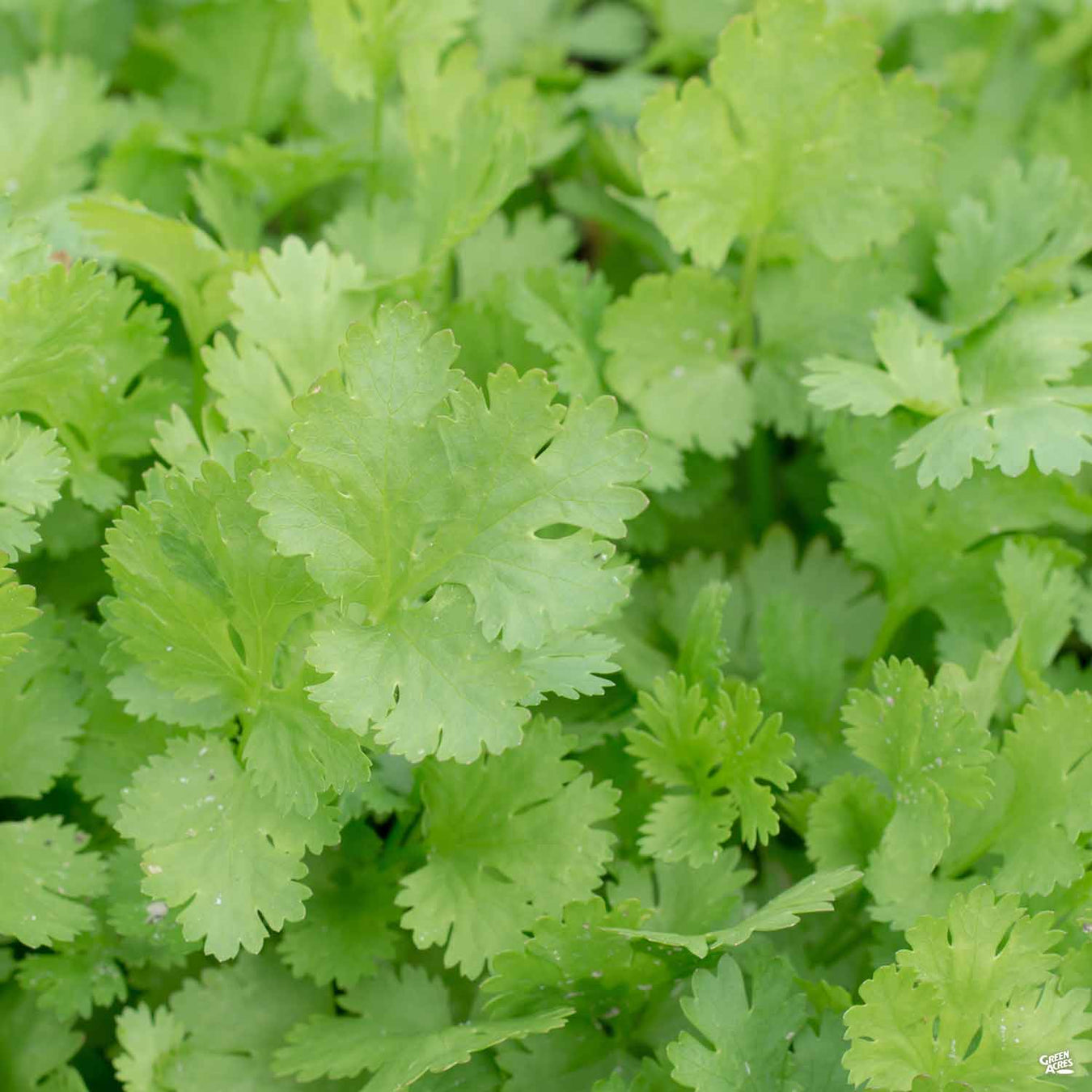 Cilantro