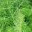 Fennel 'Green Leaf'