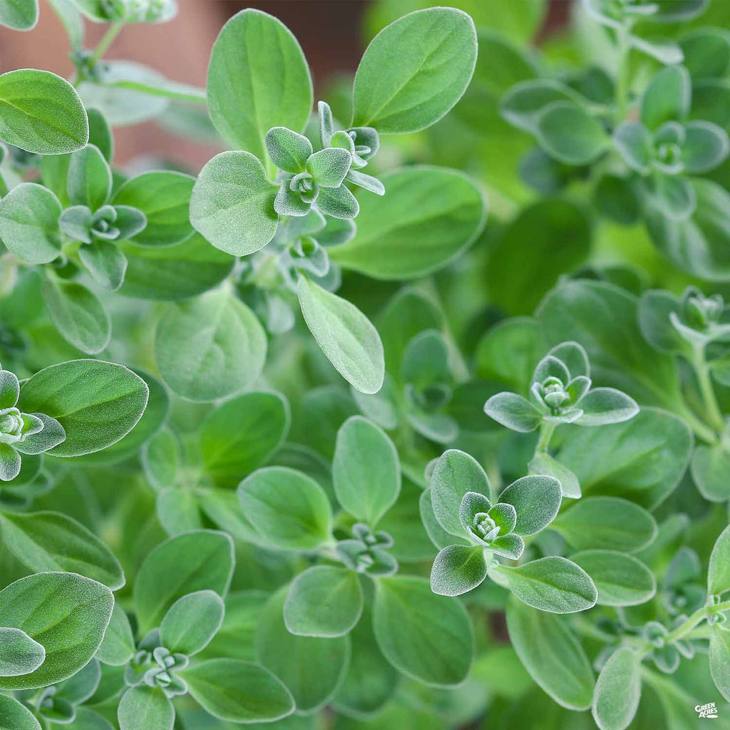 Marjoram 'Sweet' — Green Acres Nursery & Supply