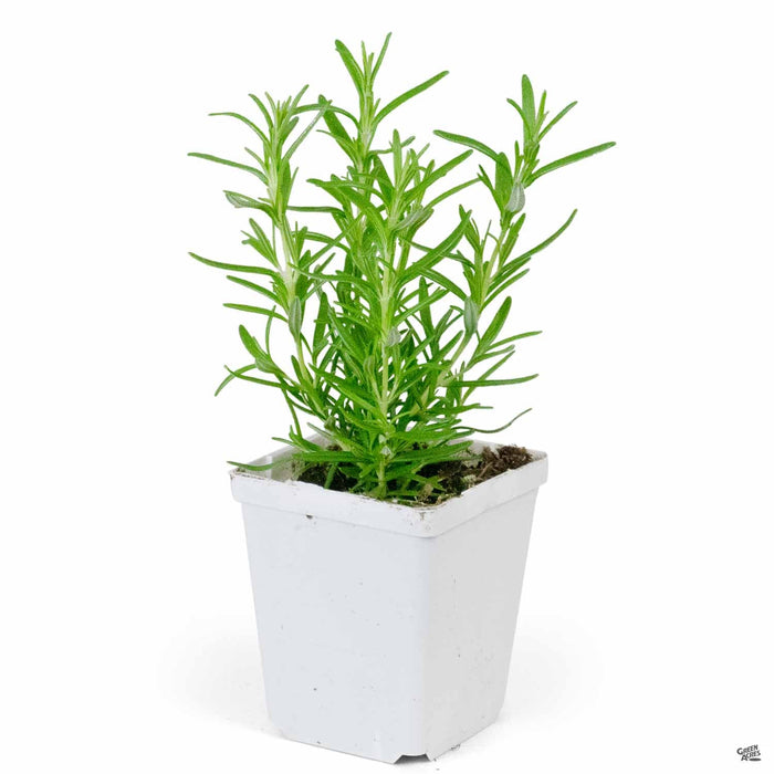 Rosemary Herb 4 inch
