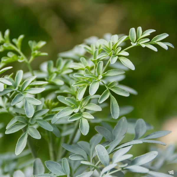 Rue — Green Acres Nursery & Supply