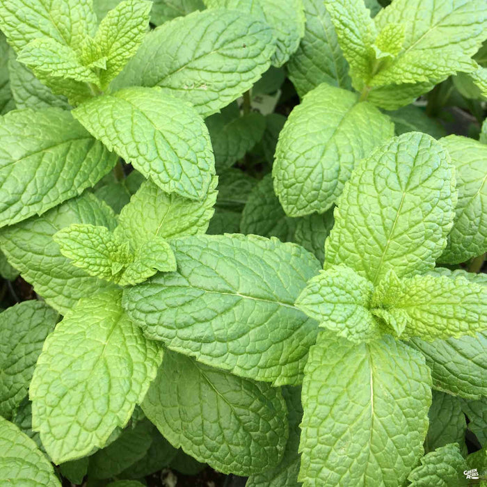 Mint 'Spearmint' — Green Acres Nursery & Supply