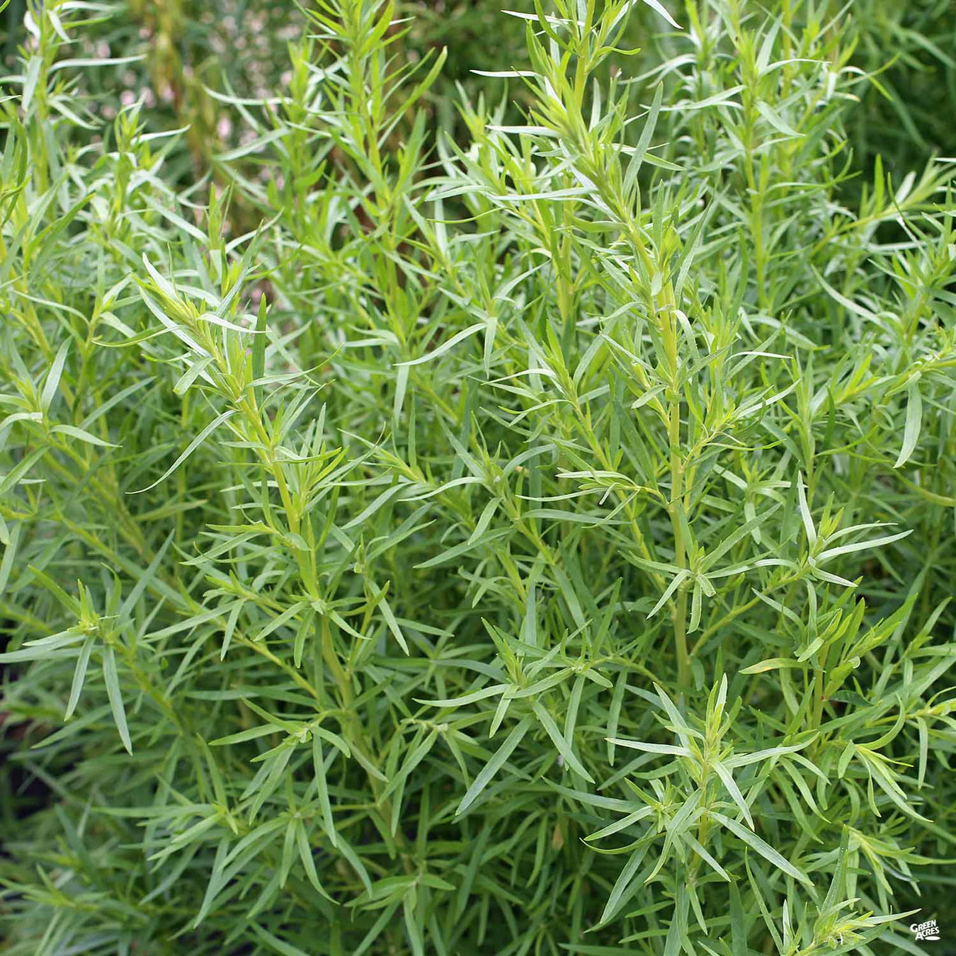 Tarragon