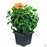 HibisKiss 'Spin the Bottle' 10 inch cache pot
