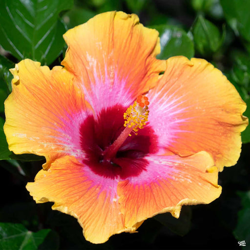 The Path Hibiscus, Hibiscus rosa-sinensis 'The Path', Monrovia Plant