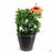 Tropical Hibiscus Hollywood Disco Diva 12 inch cache pot