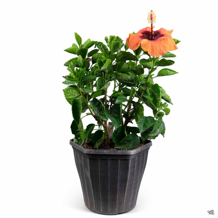Tropical Hibiscus Hollywood Disco Diva 12 inch cache pot