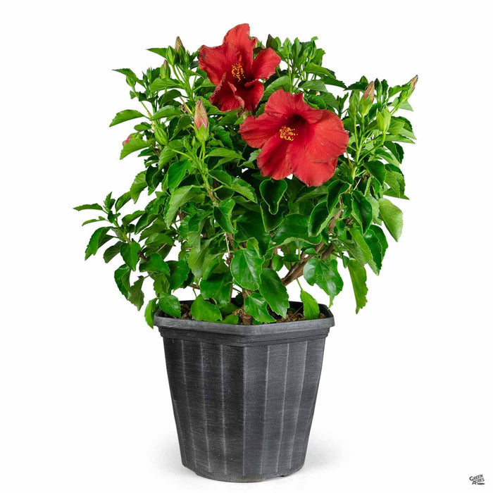 Tropical Hibiscus Hollywood First to Arrive 12 inch cache pot