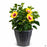 Tropical Hibiscus Hollywood Rico Suave 12 inch cache pot