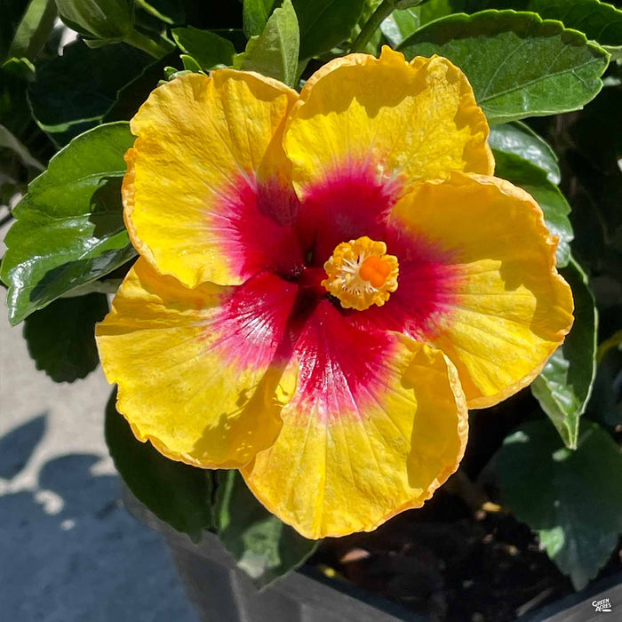 Tropical Hibiscus Hollywood Rico Suave
