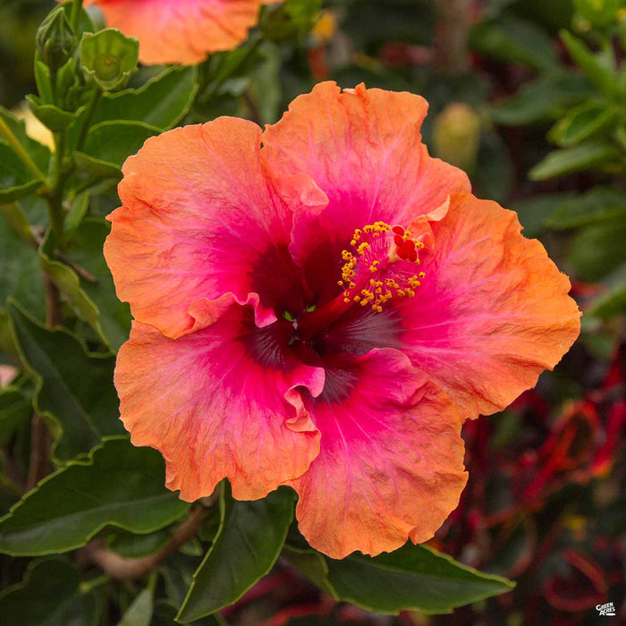 thumbnail image 2 of Emerald Goddess Gardens Tropical Hibiscus ‘Bon Temps’ – Live Plant, Hot Pink & Yellow, Starter Size 2 of 2