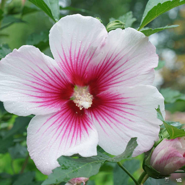 Paraplu Pink Ink® Rose of Sharon — Green Acres Nursery & Supply
