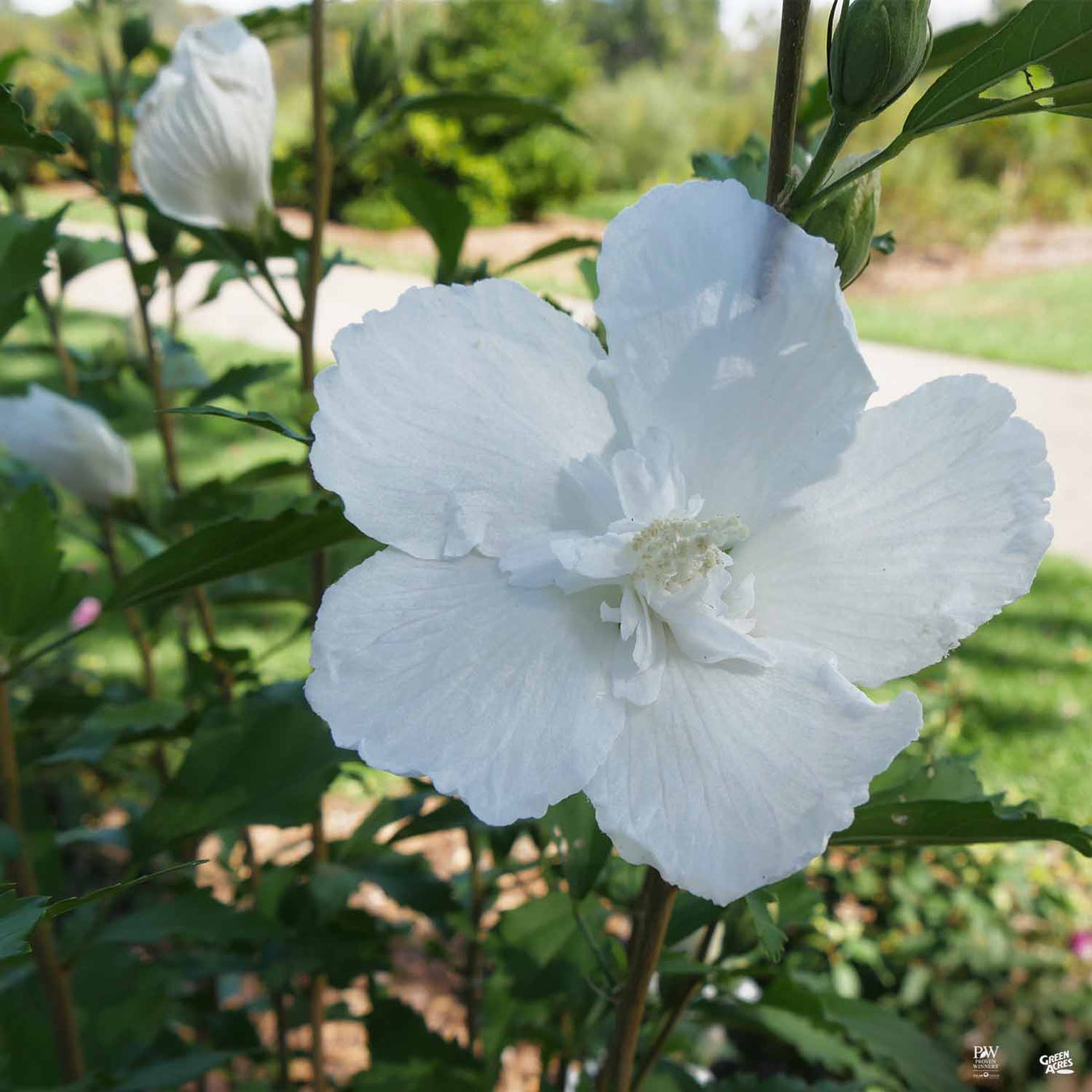 Rose of Sharon