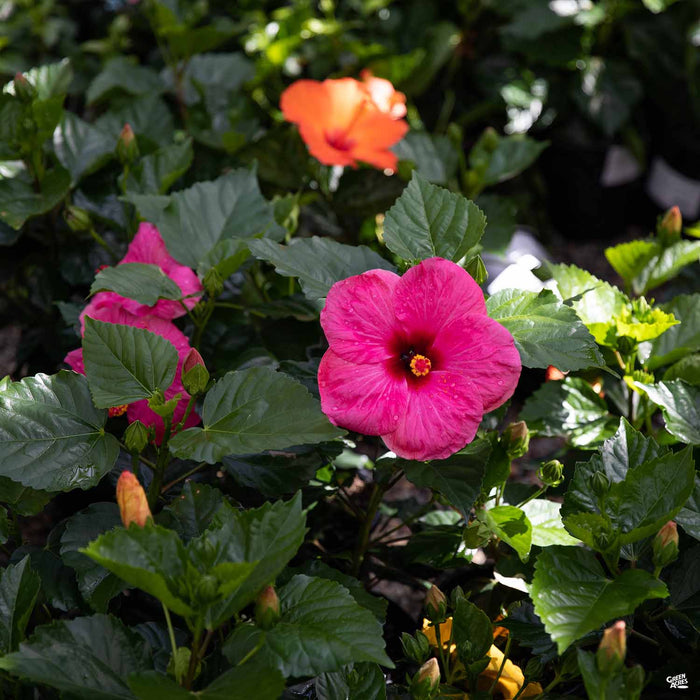 Tropical Hibiscus — Green Acres Nursery & Supply