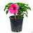 Pink Tropical Hibiscus 1 gallon