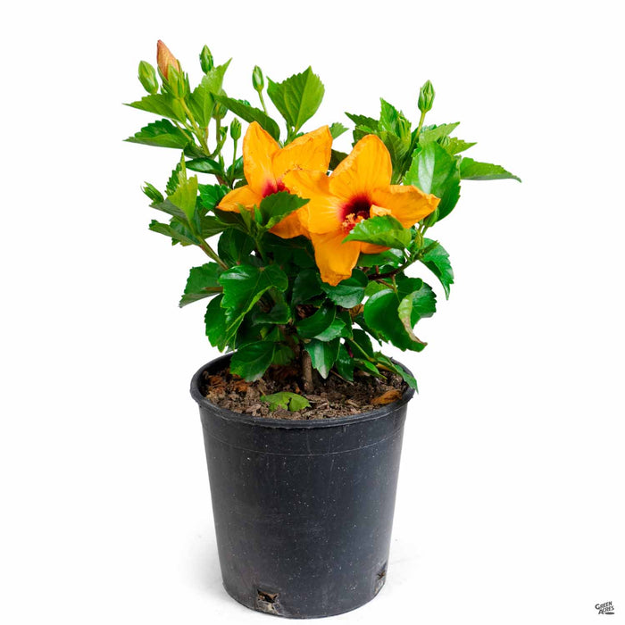 Tropical Hibiscus 1 gallon Orange