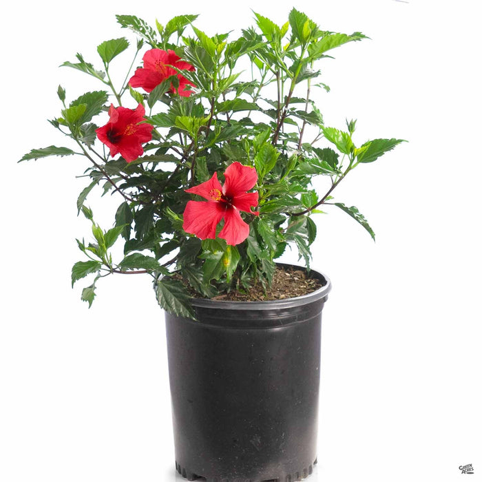 Pink Tropical Hibiscus 5 gallon