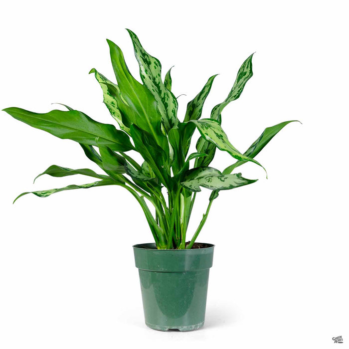 mata aglaonema Aglaonema 'Miss Juliette' — Green Acres Nursery & Supply