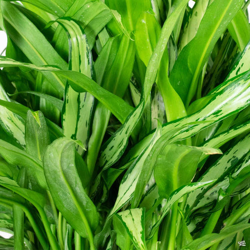 green acres snake plant Cylindrical Snake Plant — Green Acres Nursery & Supply