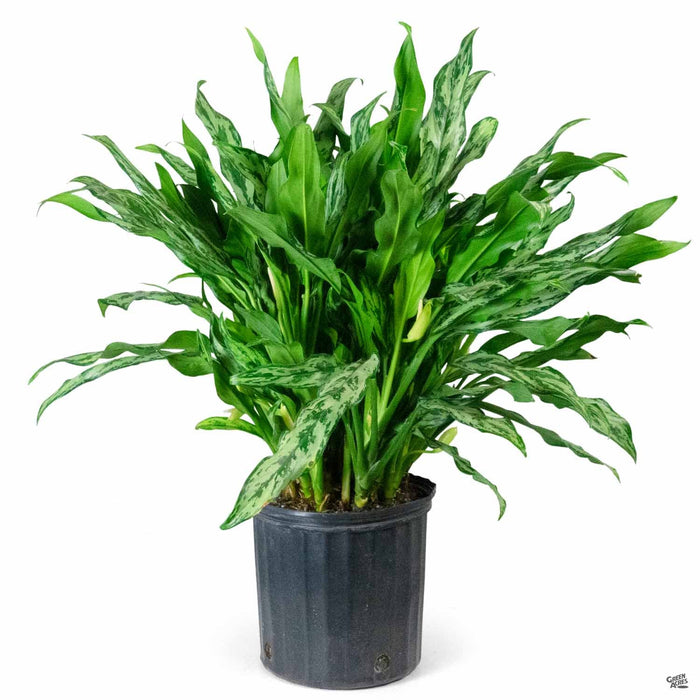 aglaonema miss juliette Aglaonema 'Miss Juliette' — Green Acres Nursery & Supply