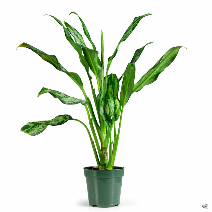 aglaonema or aspidistra Aglaonema 'Miss Juliette' — Green Acres Nursery & Supply