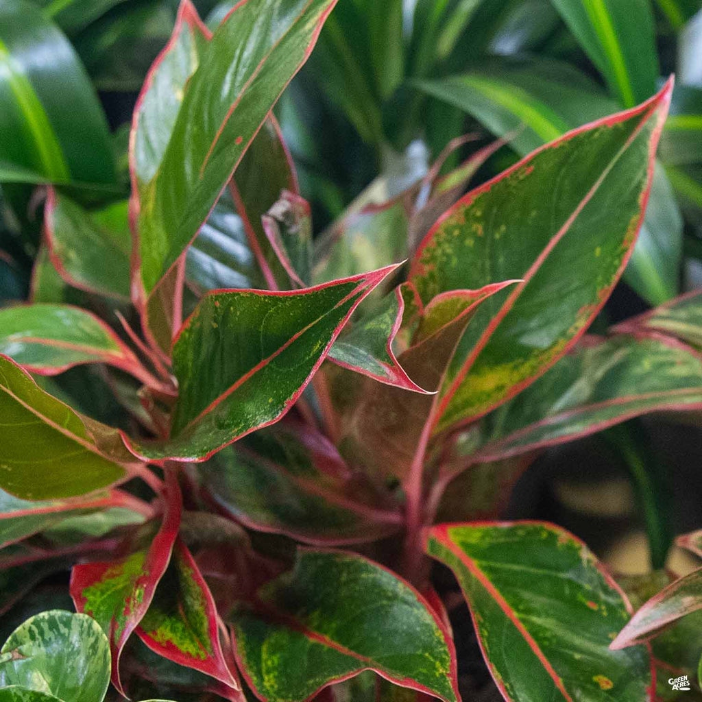 Aglaonema 'Red' — Green Acres Nursery & Supply