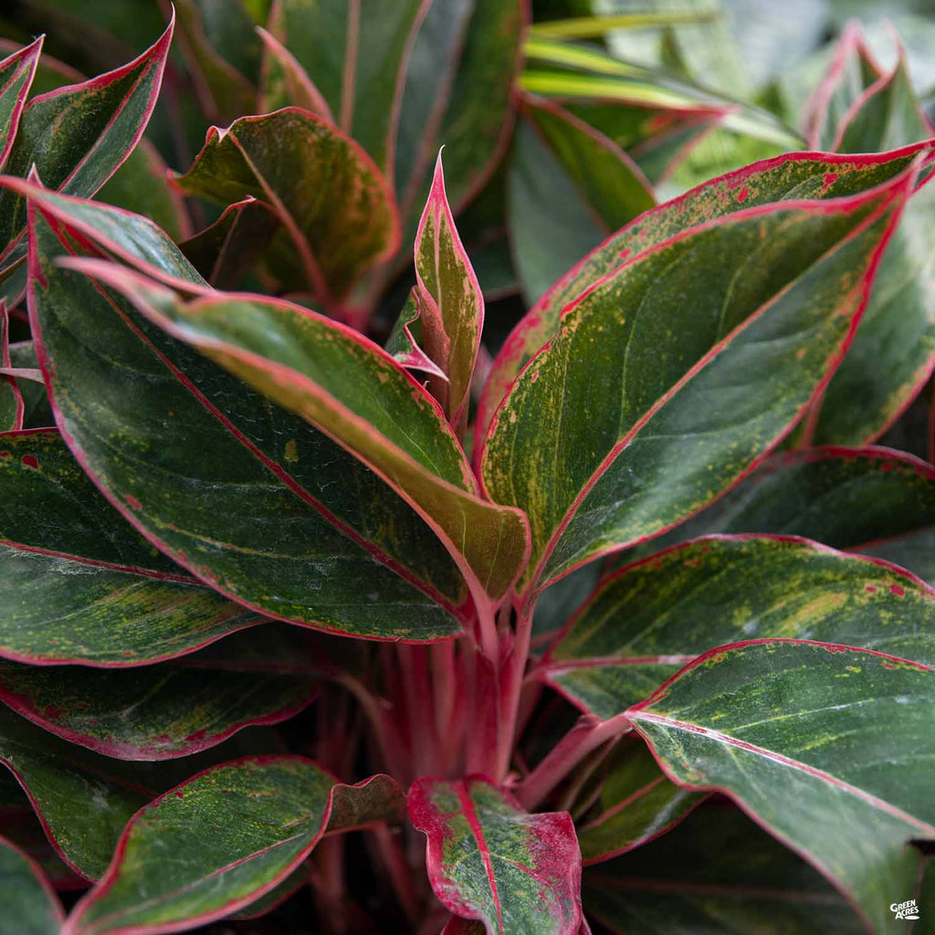 Aglaonema 'Red' — Green Acres Nursery & Supply