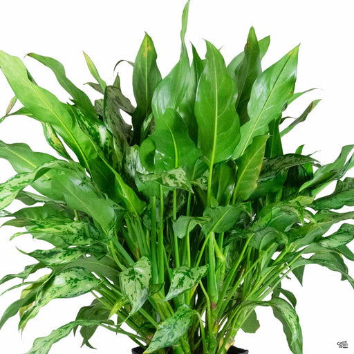 aglaonema leprechaun Aglaonema 'Leprechaun' — Green Acres Nursery & Supply