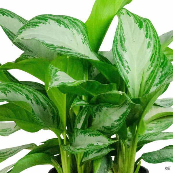 aglaonema sterling silver Aglaonema 'Silver Bay' — Green Acres Nursery & Supply