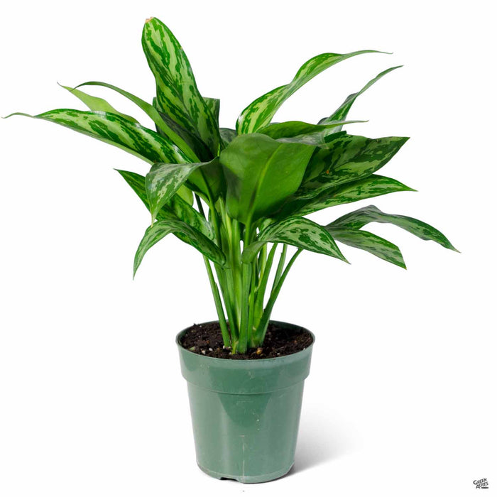 aglaonema maria vs tigress Aglaonema 'Tigress' — Green Acres Nursery & Supply