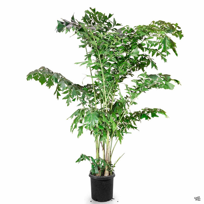fishtail palm indoor plant Fishtail Palm — Green Acres Nursery & Supply
