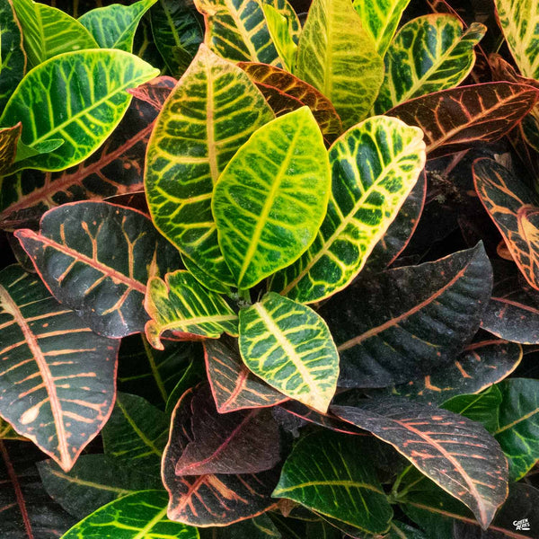 Croton — Green Acres Nursery & Supply