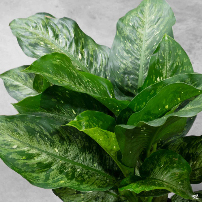 dieffenbachia snow memoria corsii Dieffenbachia 'Snow' — Green Acres Nursery & Supply
