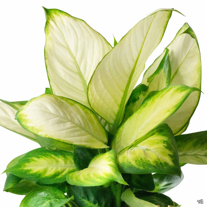 dieffenbachia marianne Dieffenbachia 'Tropic Marianne' — Green Acres Nursery & Supply