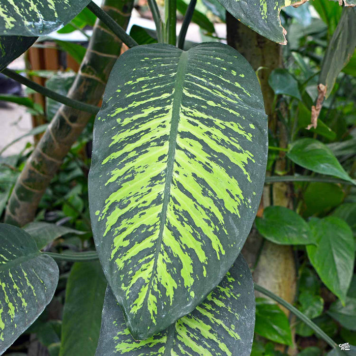 dieffenbachia amoena tropic snow poison Dieffenbachia 'Tropic Snow' — Green Acres Nursery & Supply