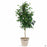 Braided Ficus Benjamina 'Midnight' 12 inch cache pot