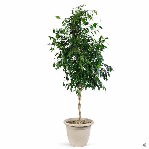 Braided Ficus Benjamina 'Midnight' 12 inch cache pot