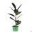 Burgundy Rubber Plant 6 inch