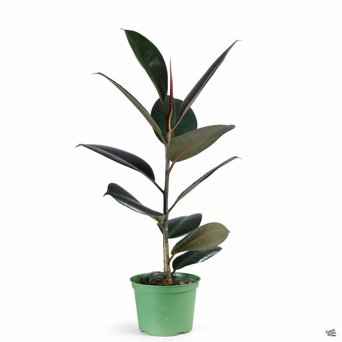 Burgundy Rubber Plant 6 inch