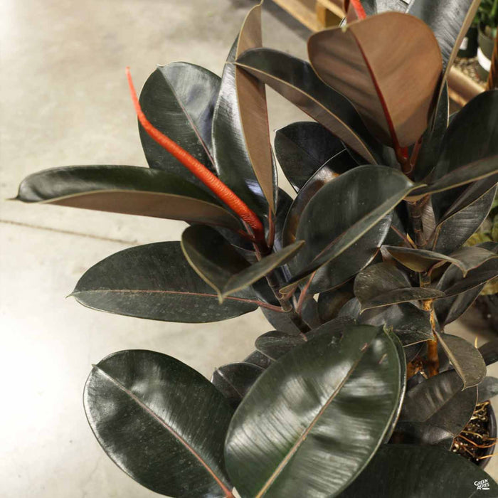 bloomscape burgundy rubber tree Rubber Plant 'Burgundy' — Green Acres Nursery & Supply